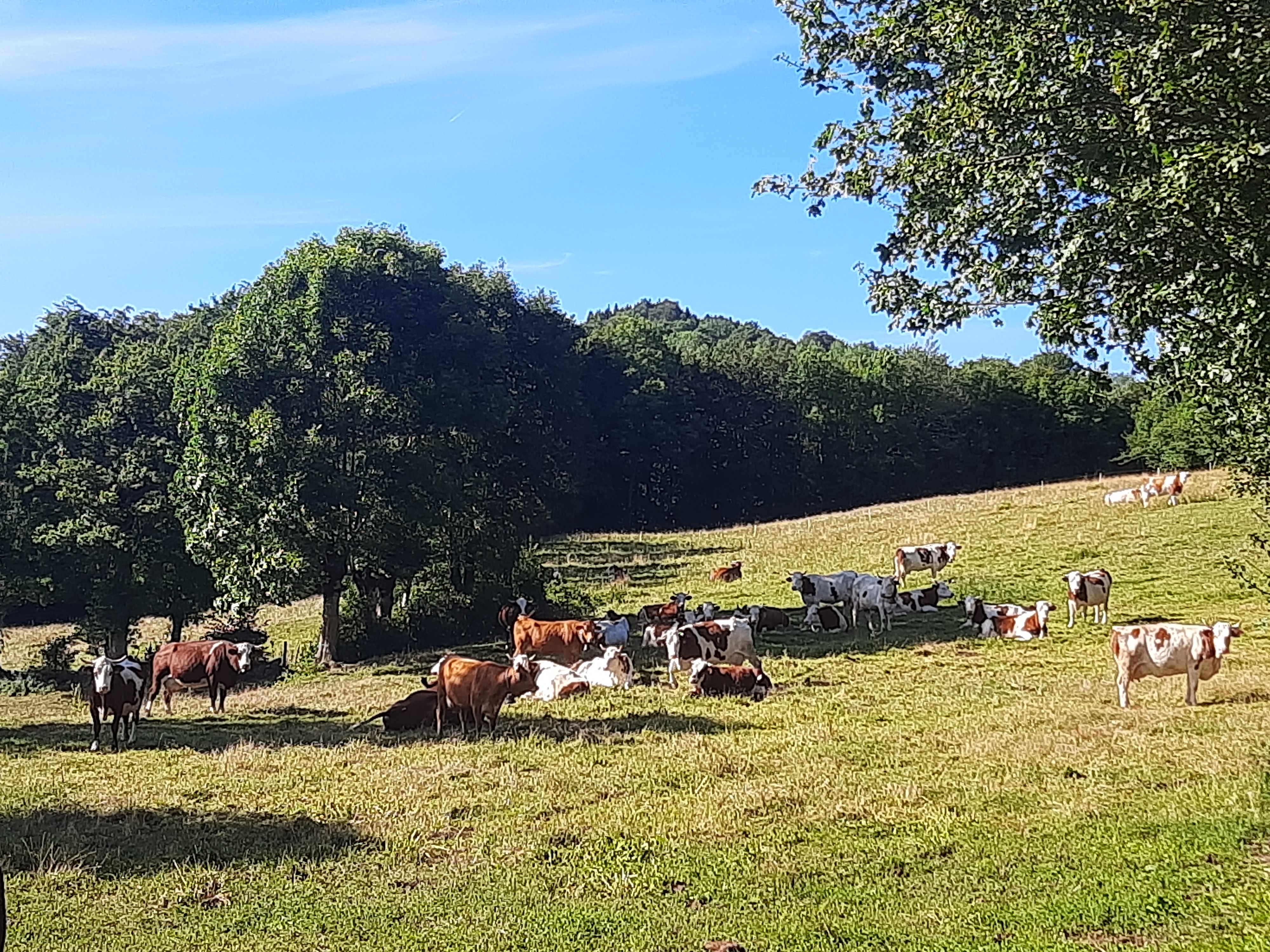 Troupeau GAEC Normand